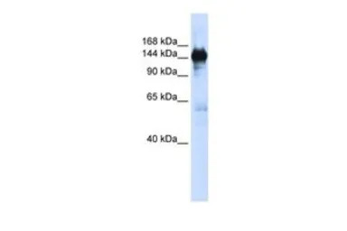 PFAS antibody, N-term