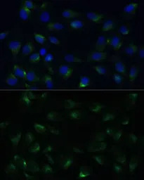 PGRMC1 antibody