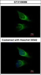 SNAP23 antibody