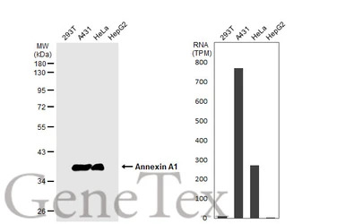 Annexin A1 antibody