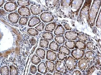 Chk1 (phospho Ser345) antibody