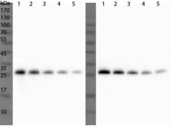 Ulp1 antibody