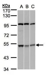 CSK antibody