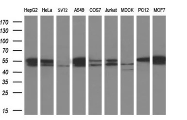 beta Tubulin 3/ Tuj1 antibody 