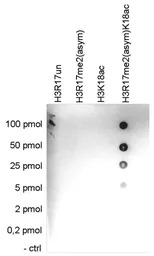 Histone H3R17me2K18ac (Asymmet