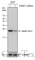 Park7 / DJ-1 antibody