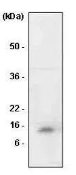 MIF antibody [4E4]