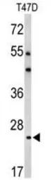 Bcl2A1 antibody, Internal