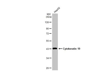 Cytokeratin 19 antibody [N1C1]