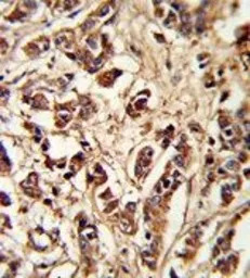 PCM1 antibody, Internal