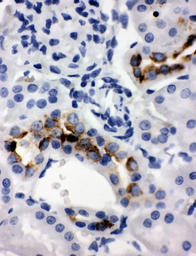 Kallikrein 1 antibody