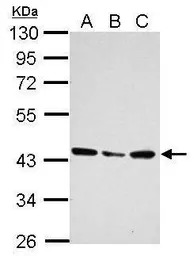UBXN1 antibody