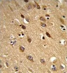 PISD antibody, Internal