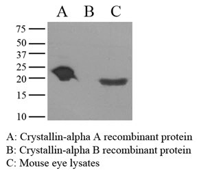 alpha A Crystallin antibody [c