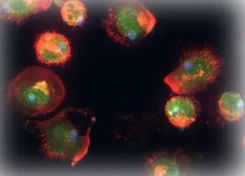 TFPI2 antibody, Internal
