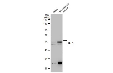 TEF1 antibody [GT13112]