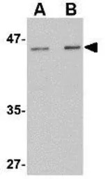 LASS5 antibody