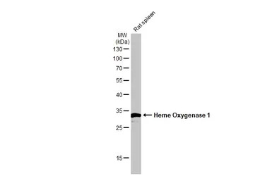 Heme Oxygenase 1 antibody