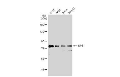 SP2 antibody