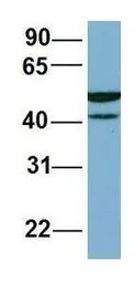 C22ORF28 antibody, Internal