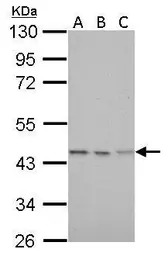 Citrate synthase antibody [GT2