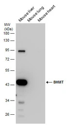 BHMT antibody