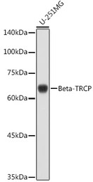 beta-TrCP antibody