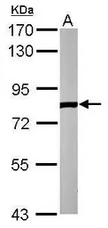 ELMO2 antibody [C3], C-term