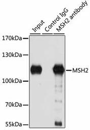 MSH2 antibody
