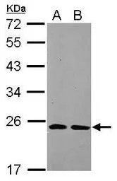 THOC7 antibody