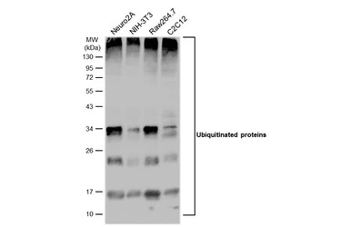 Ubiquitin antibody