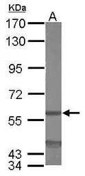 EIF3D antibody