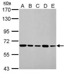 AIF antibody [N1N2], N-term