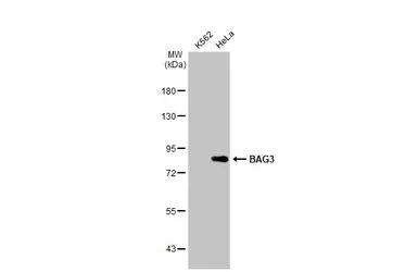 BAG3 antibody
