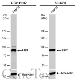 RSK2 antibody