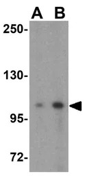 DLGAP1 antibody
