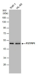 PSTPIP1 antibody