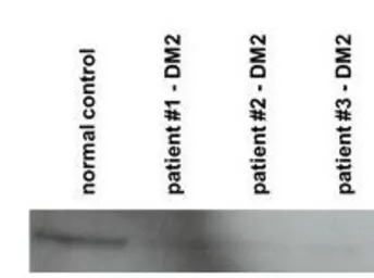 CNBP antibody, N-term