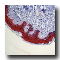 14-3-3 sigma antibody [1.N.6]