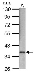 GAPDH antibody [GT239]