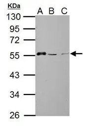 AAMP antibody