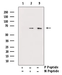 AMPK alpha 1 (phospho Thr183) 