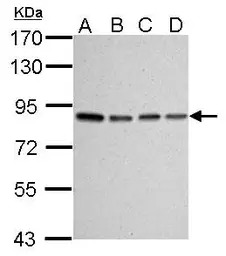 Ku80 antibody [9403]