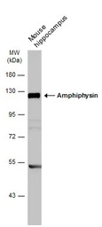 Amphiphysin antibody [N1N2], N