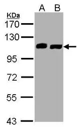 C16orf62 antibody