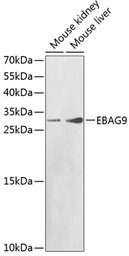 EBAG9 antibody
