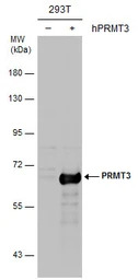 PRMT3 antibody