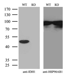 IDH1 antibody [2H9]