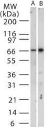 TRAF3 antibody