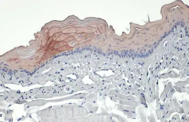 Cytokeratin 19 antibody [N1C1]